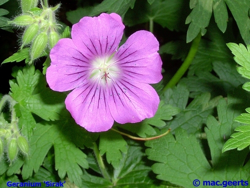 Geranium 'Sirak'